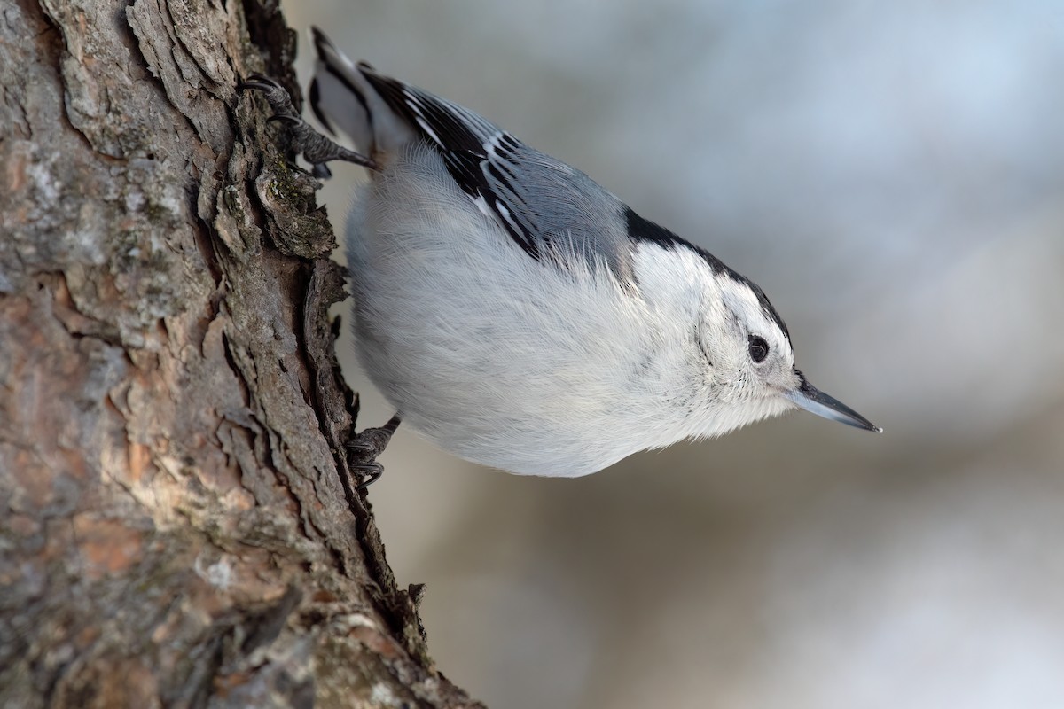 White-breasted Nuthatch - ML614401369