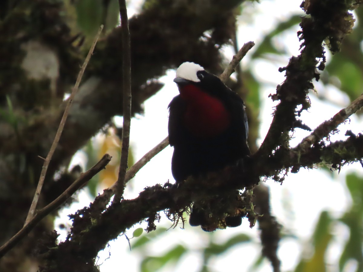 White-capped Tanager - ML614401461