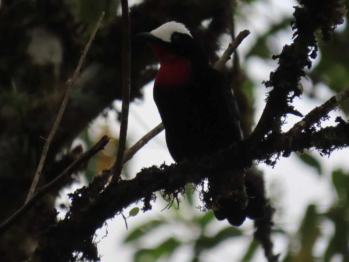White-capped Tanager - ML614401467