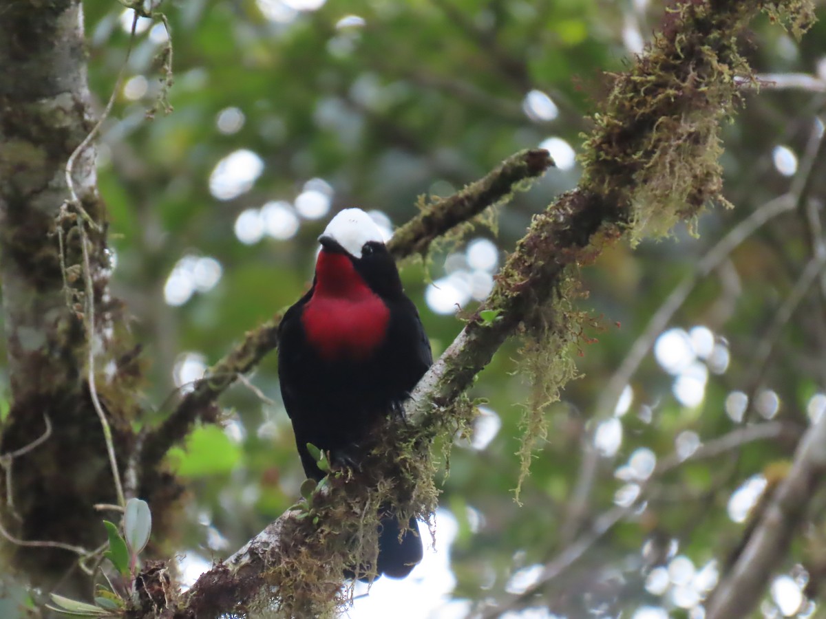 White-capped Tanager - ML614401473