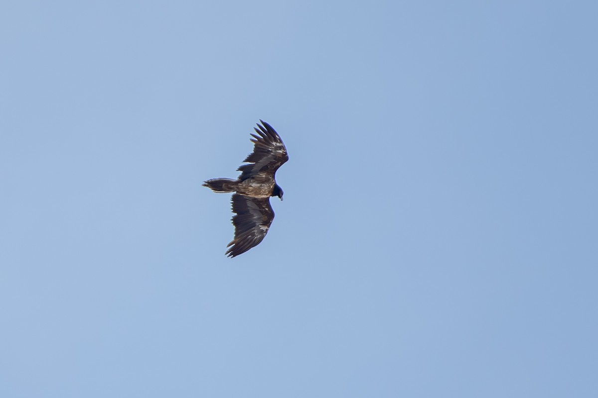 Bearded Vulture (Eurasian) - ML614401477