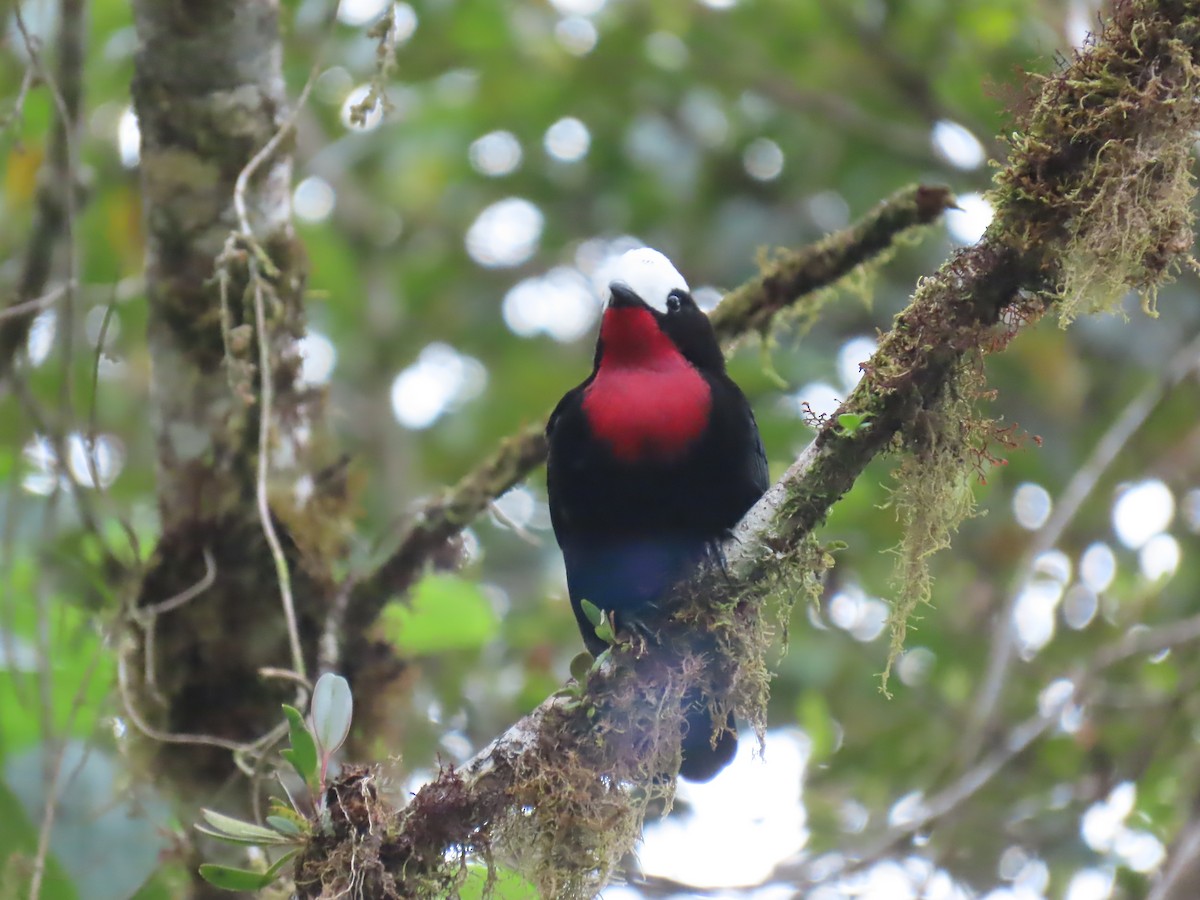 White-capped Tanager - ML614401489