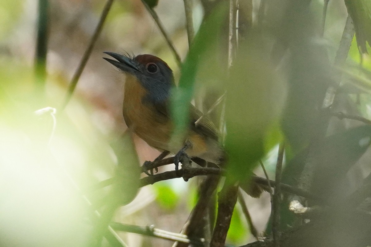 Rufous-capped Nunlet - ML614401613