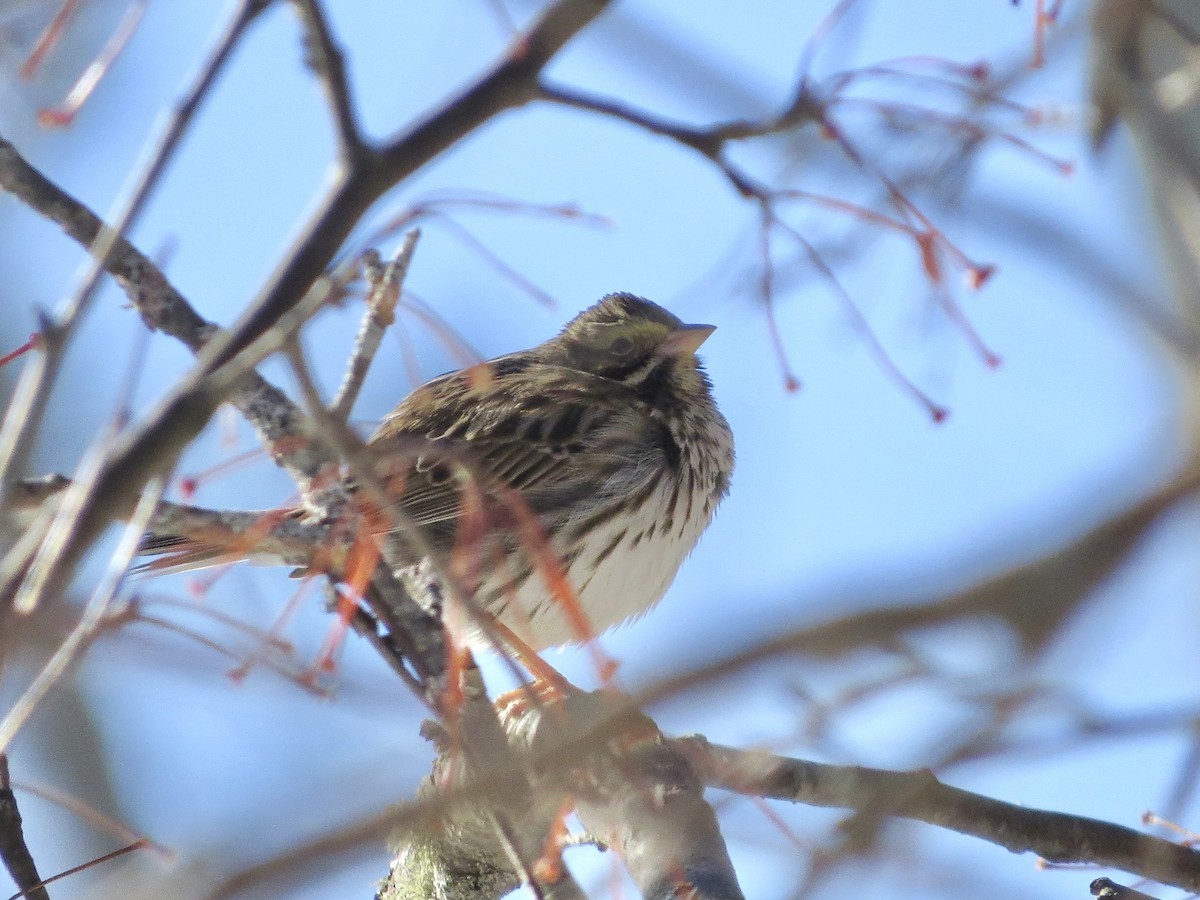 Savannah Sparrow (Savannah) - ML614401630