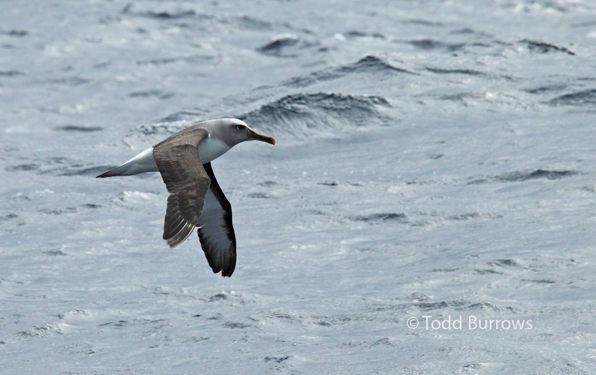 Buller's Albatross - Todd Burrows