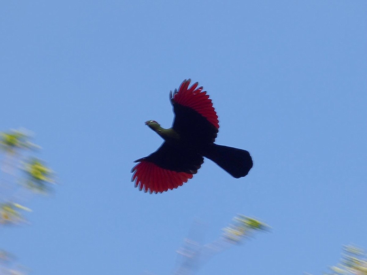 Fischer's Turaco - Barry Reed