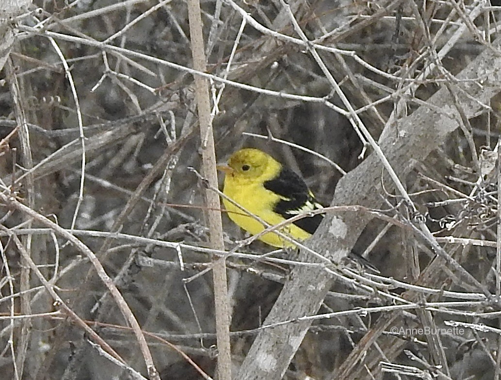 Western Tanager - ML614401861
