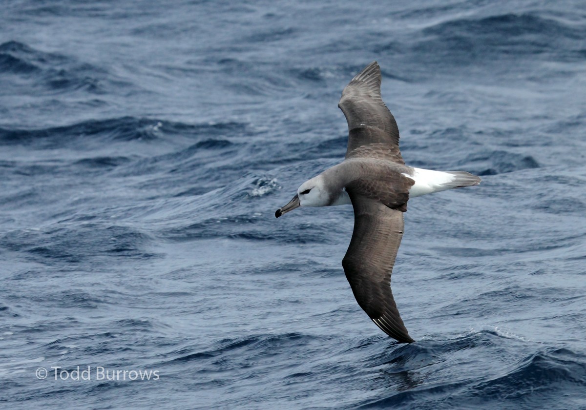 Black-browed Albatross (Black-browed) - ML61440191
