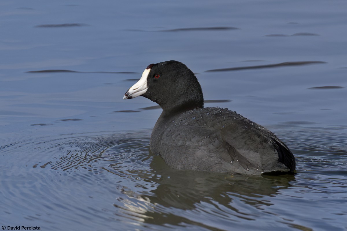 American Coot (Red-shielded) - ML614401985