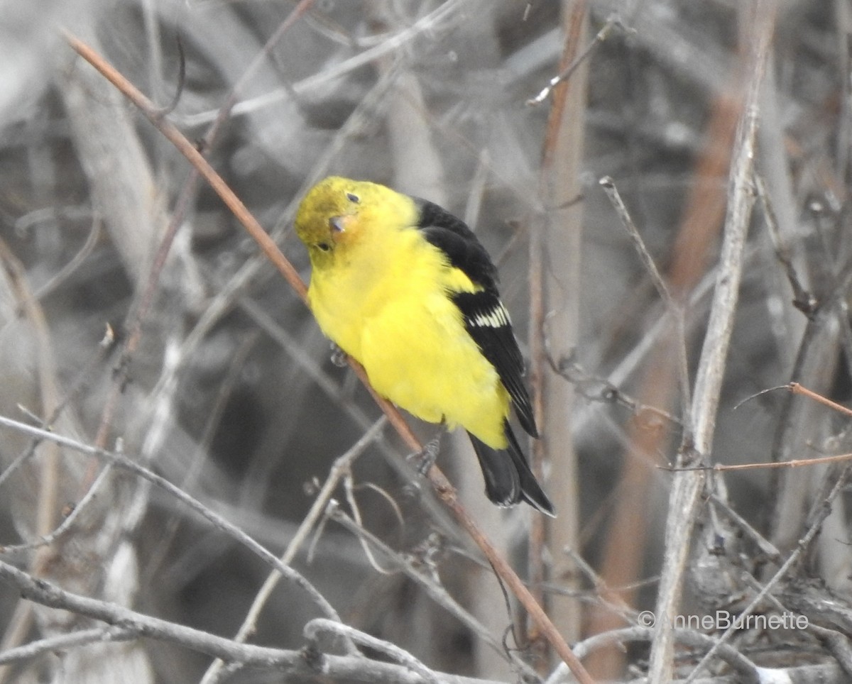Western Tanager - ML614402074
