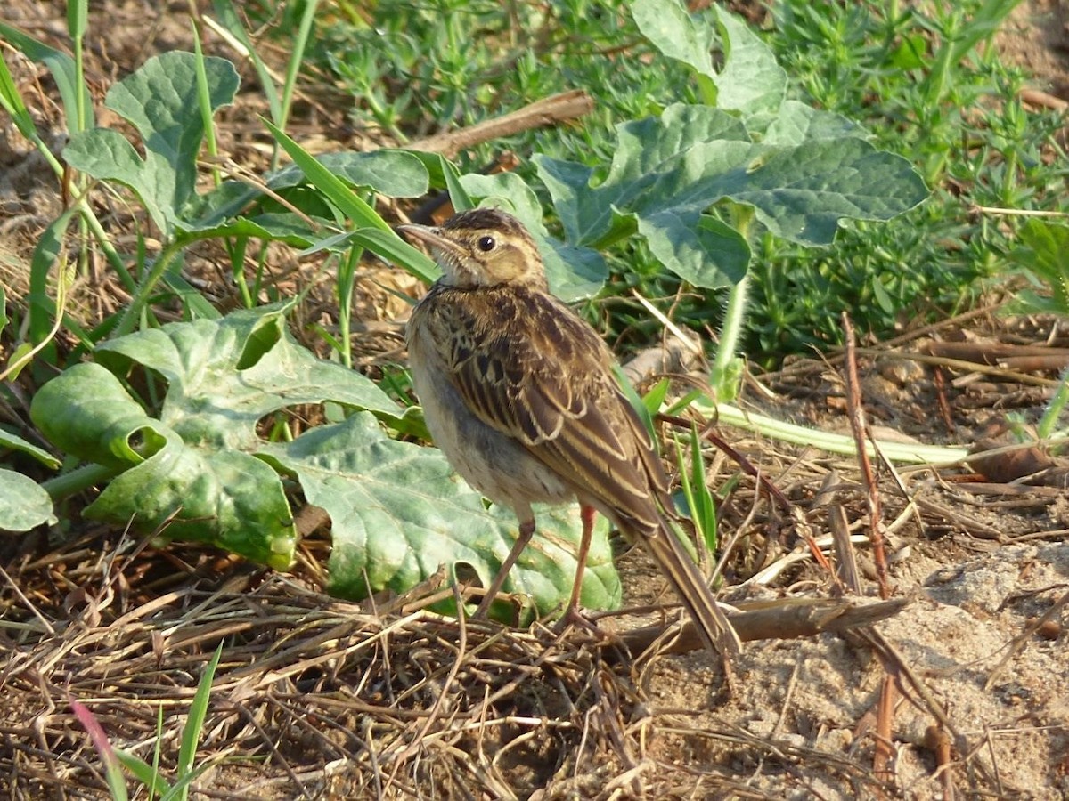 African Pipit (African) - ML614402148