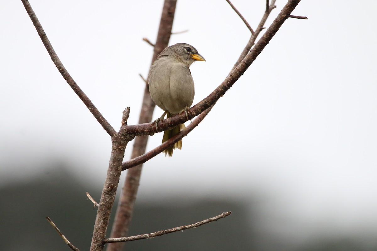 Pale-throated Pampa-Finch - Donizete de Carvalho