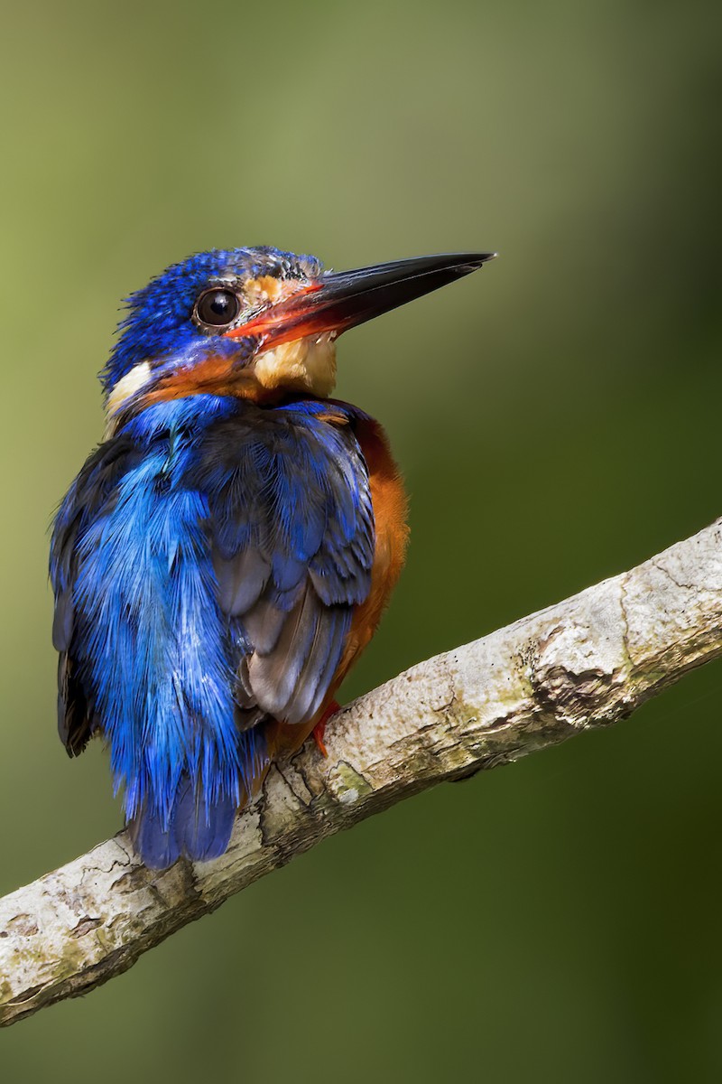 Blue-eared Kingfisher - ML614402254