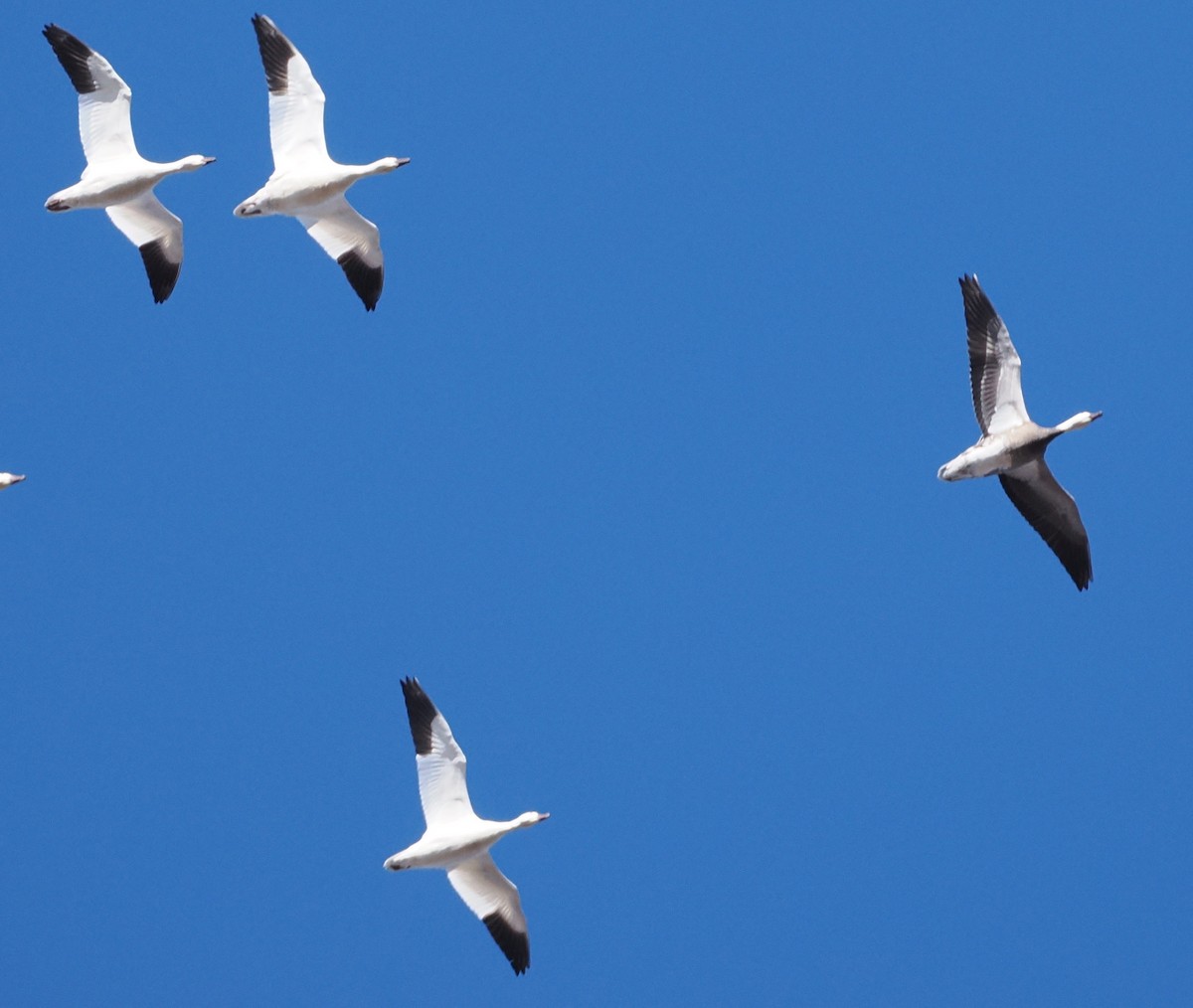 ebird-checklist-4-feb-2024-liberty-loop-trail-orange-county-ny