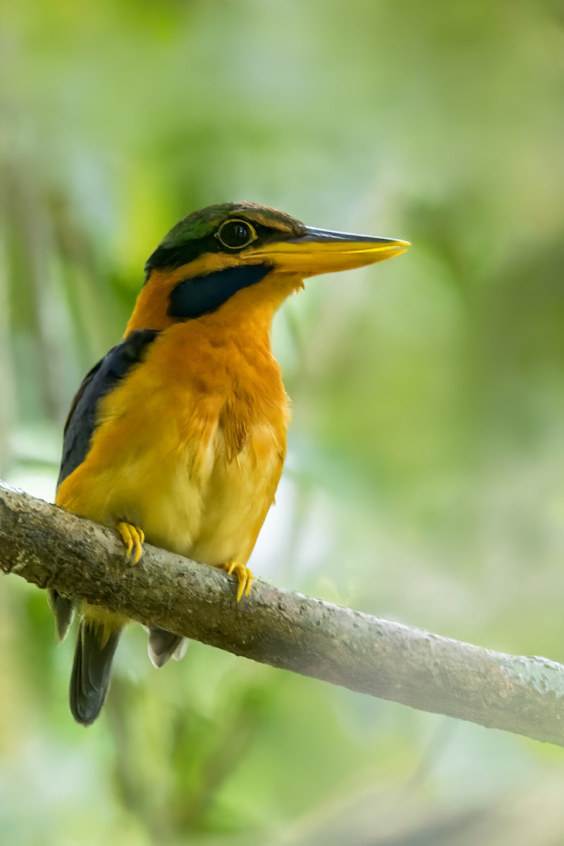 Rufous-collared Kingfisher - Dubi Shapiro