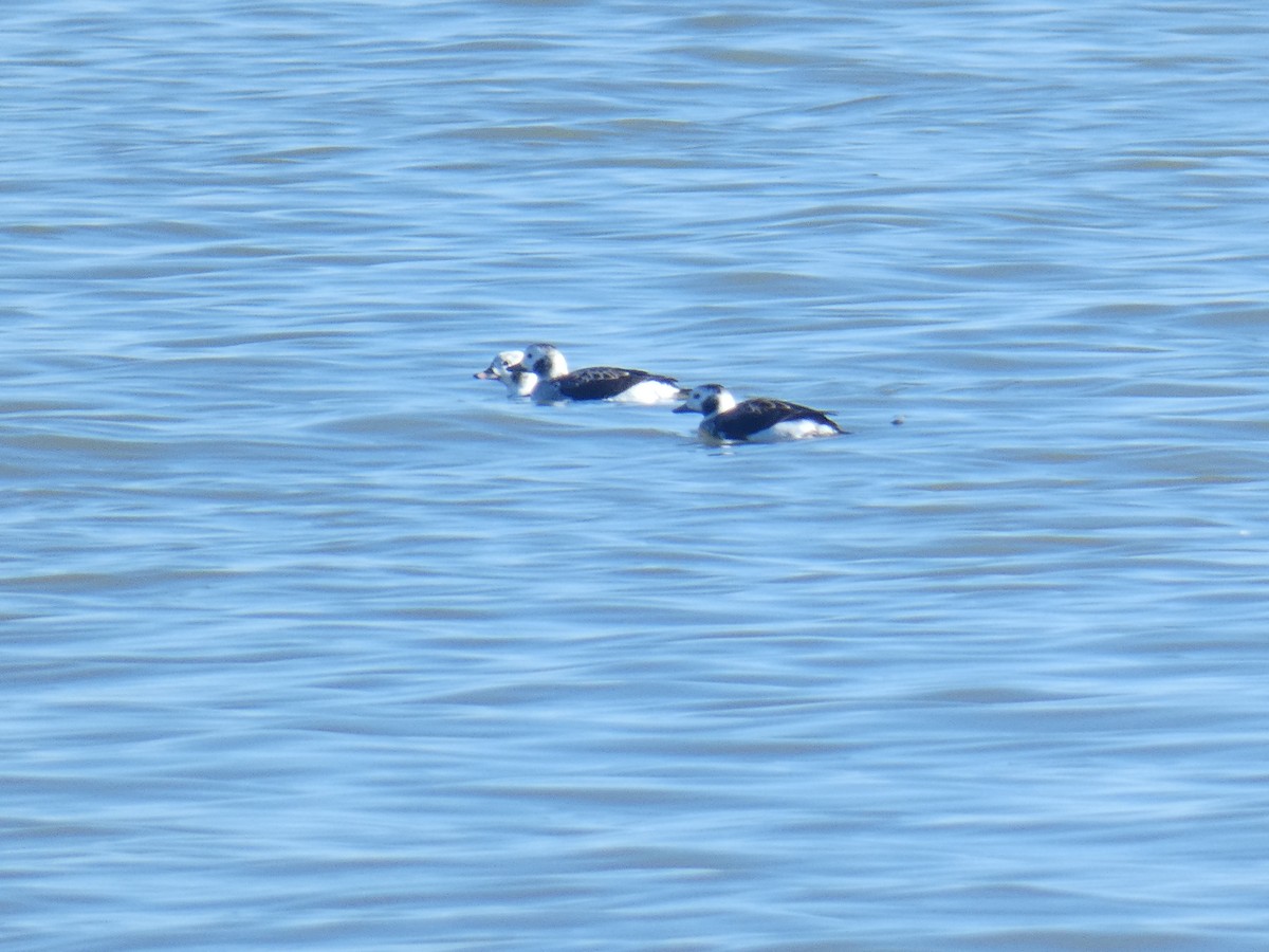 eBird Checklist 4 Feb 2024 Luna Pier (town) 10 species