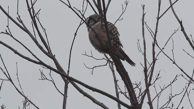 Northern Hawk Owl - ML614402482