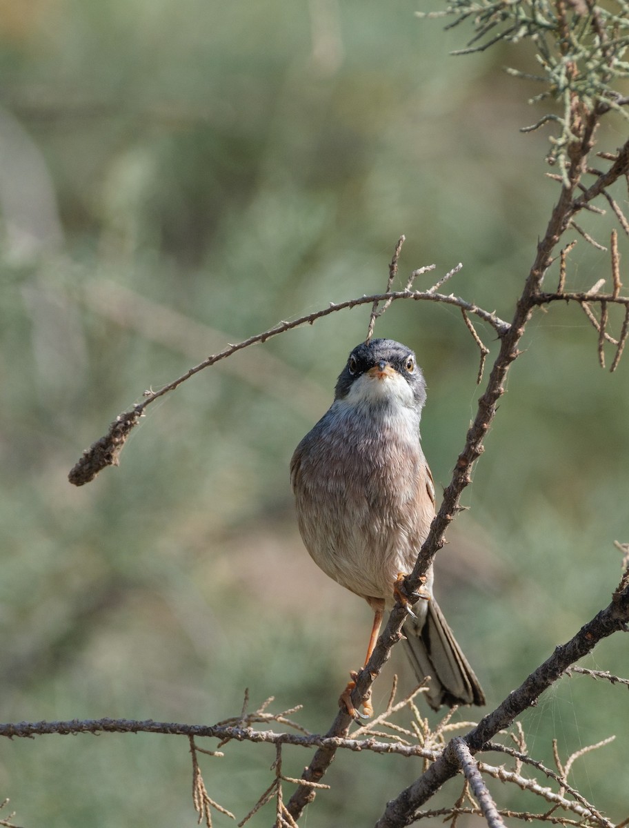 Spectacled Warbler - ML614402691