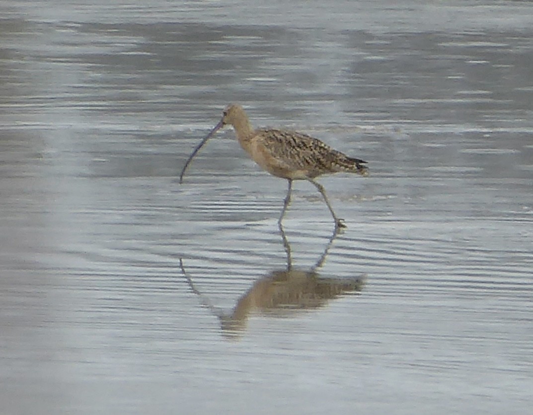 Long-billed Curlew - ML614402785