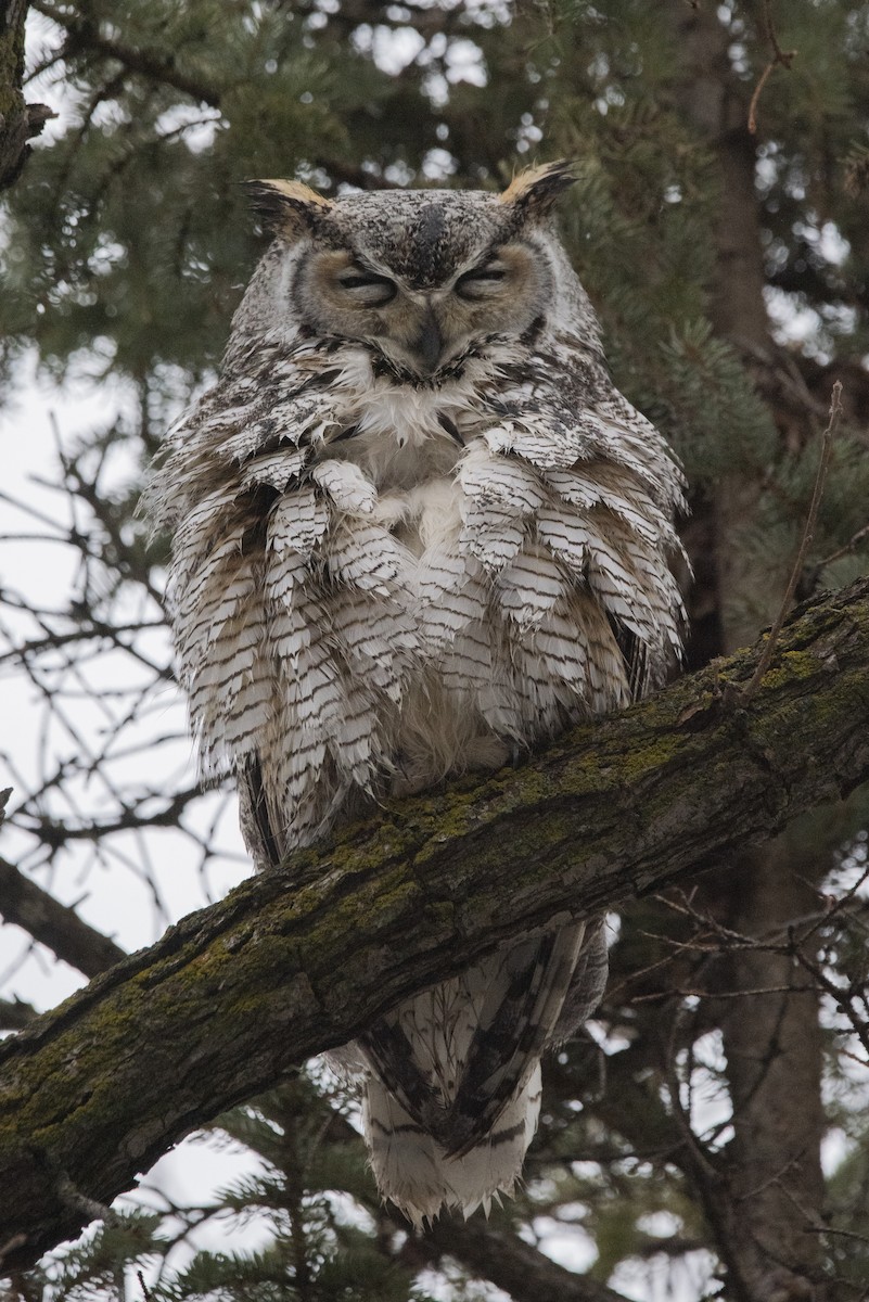 Great Horned Owl - ML614402807