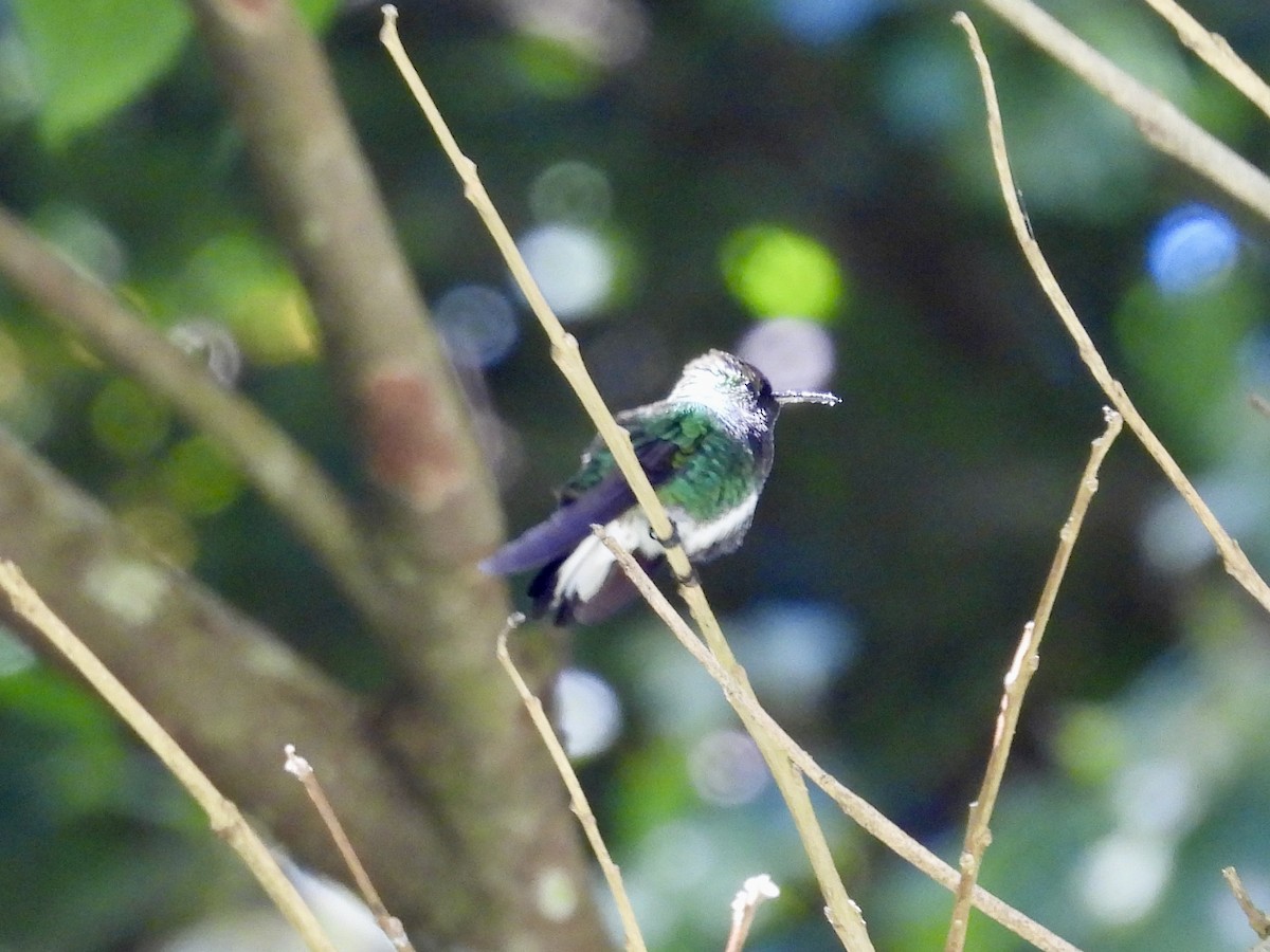 kolibřík zelenopláštíkový - ML614402808