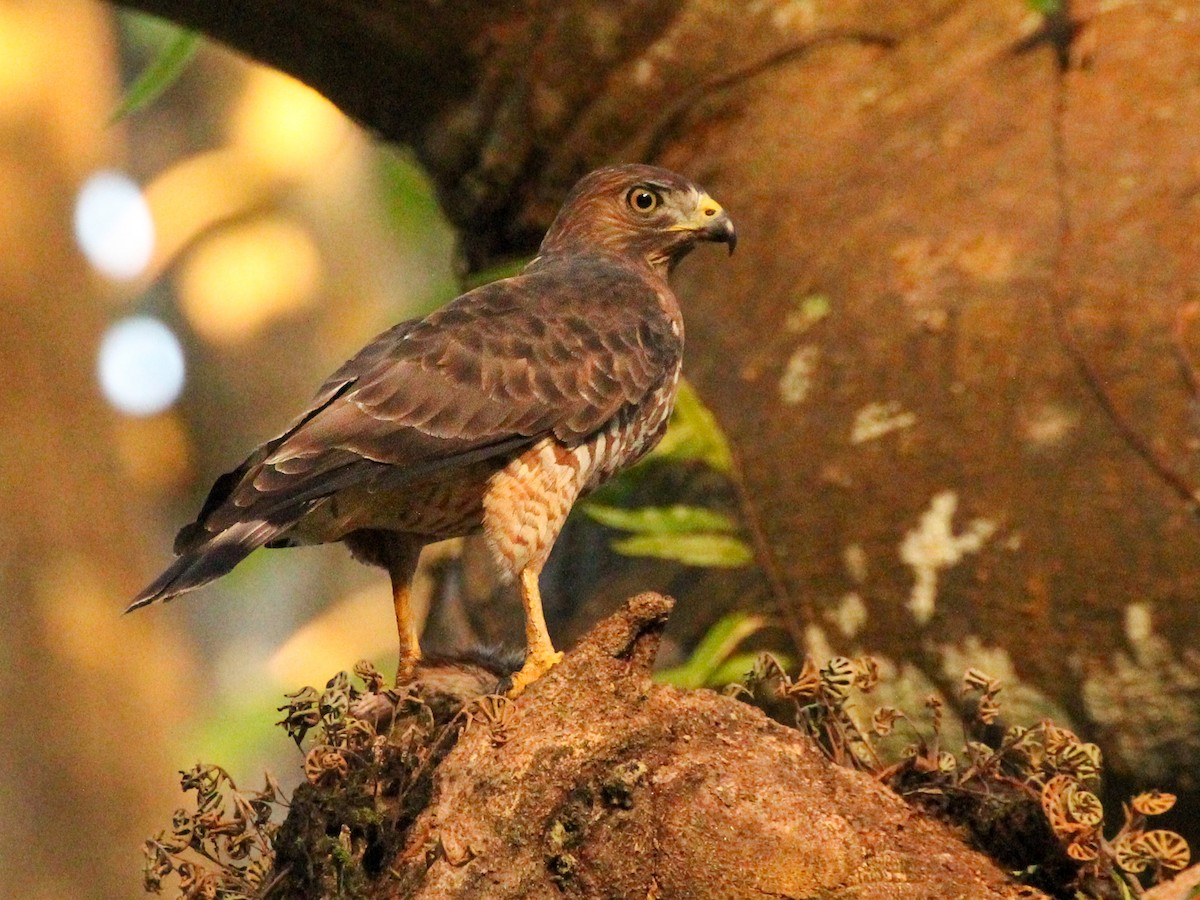 Broad-winged Hawk (Caribbean) - ML614403127
