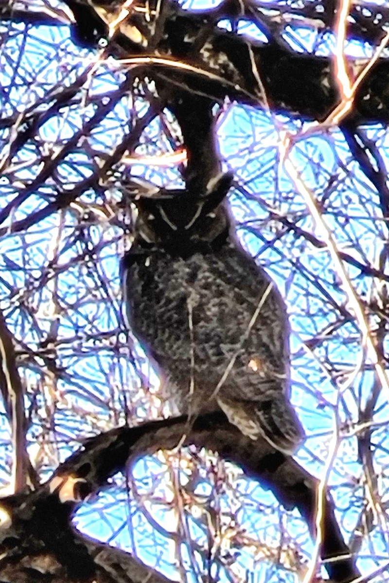 Great Horned Owl - ML614403265