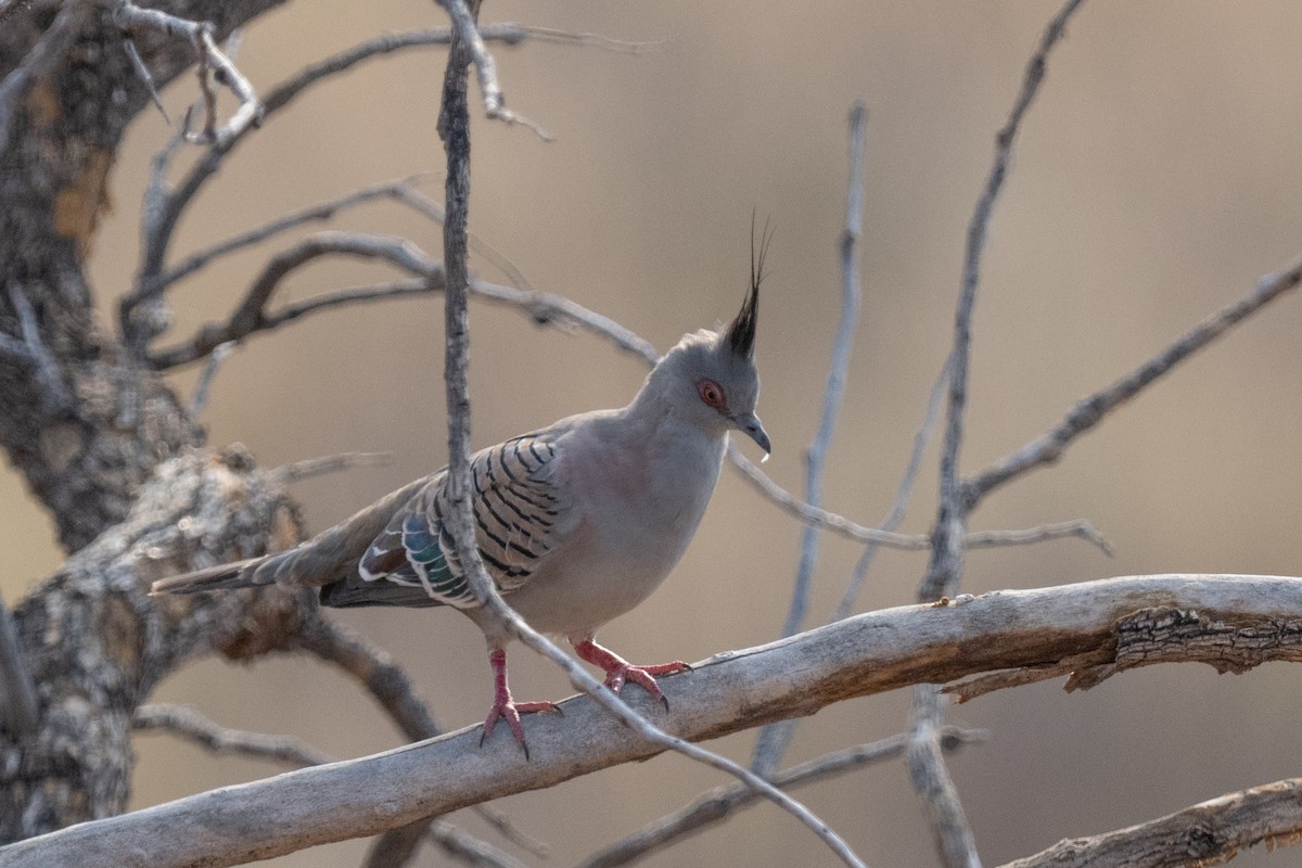 Crested Pigeon - ML614403267