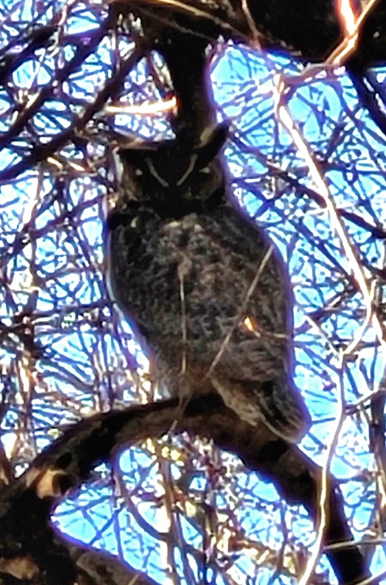 Great Horned Owl - ML614403284