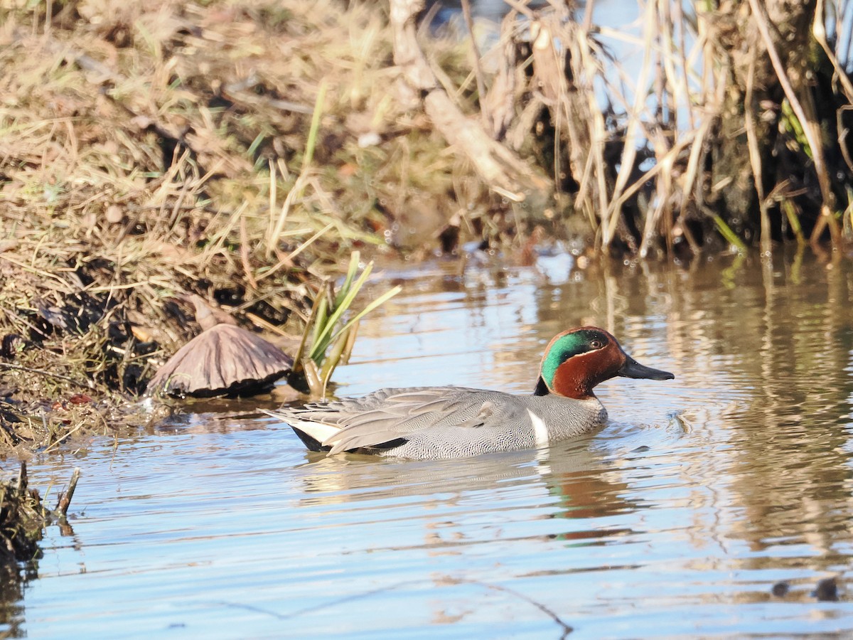 Green-winged Teal - ML614403465