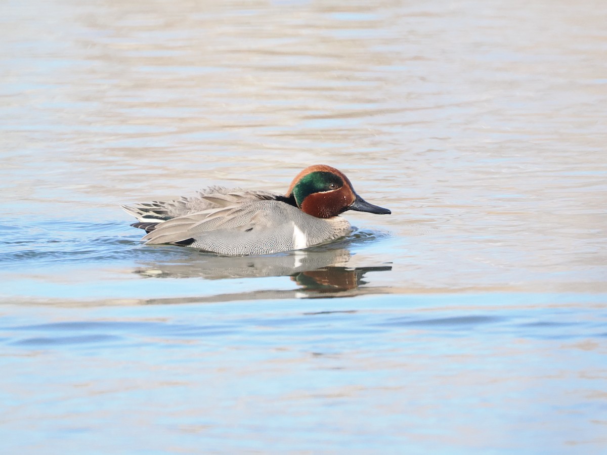 Green-winged Teal - ML614403475