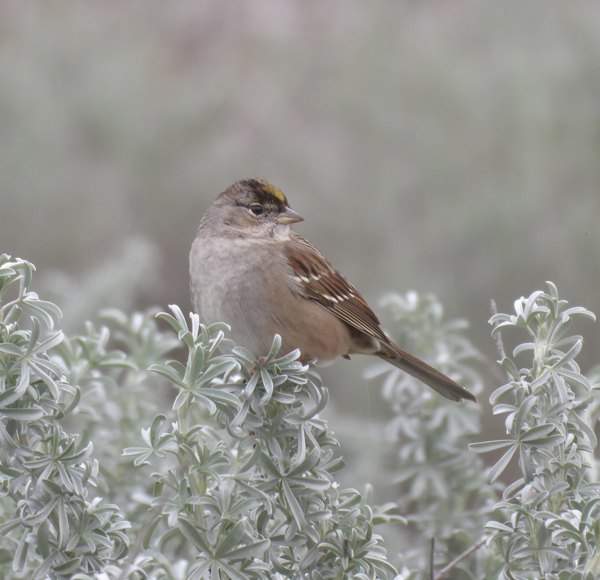 Golden-crowned Sparrow - ML614403603