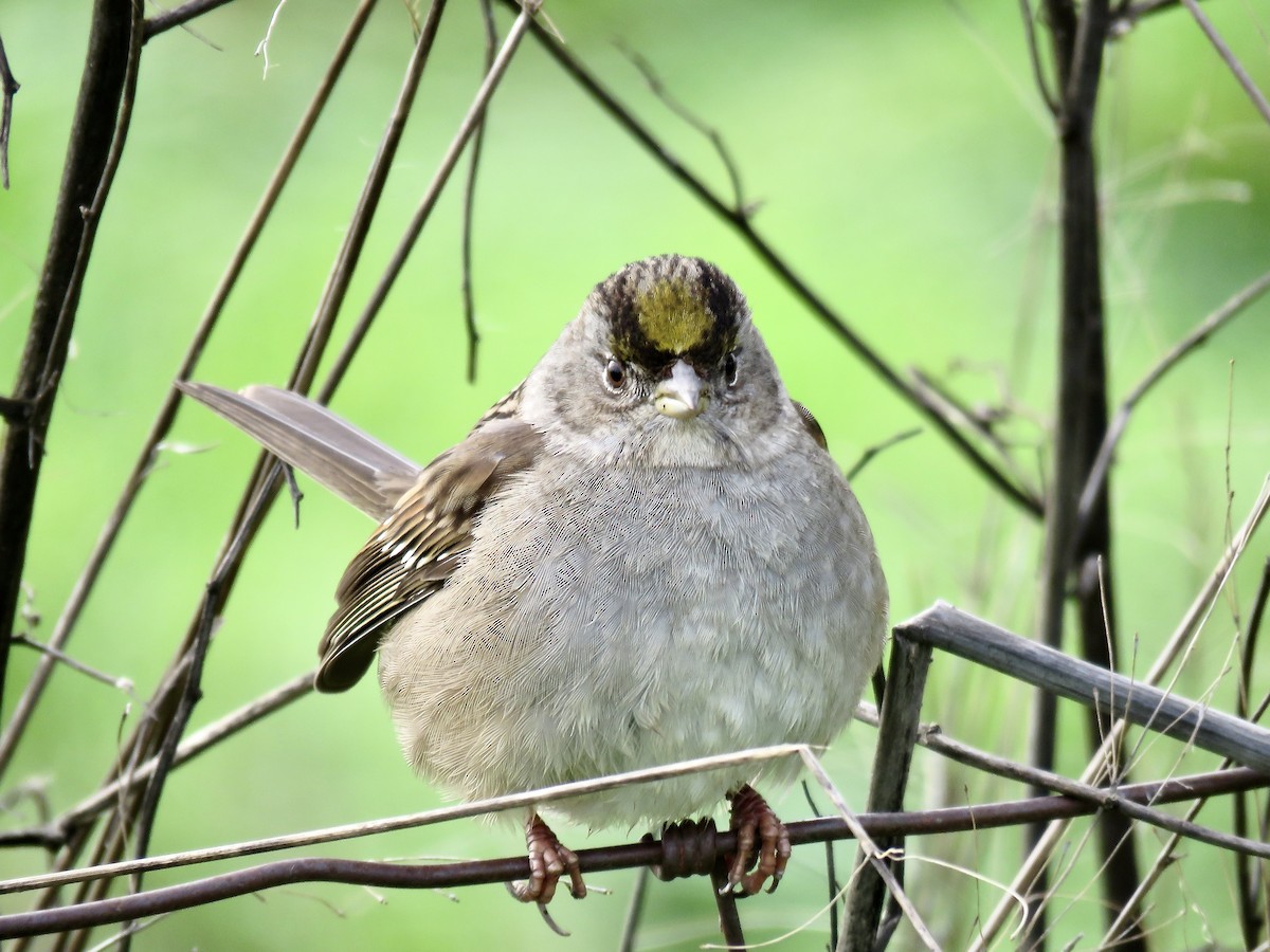 Golden-crowned Sparrow - ML614403674