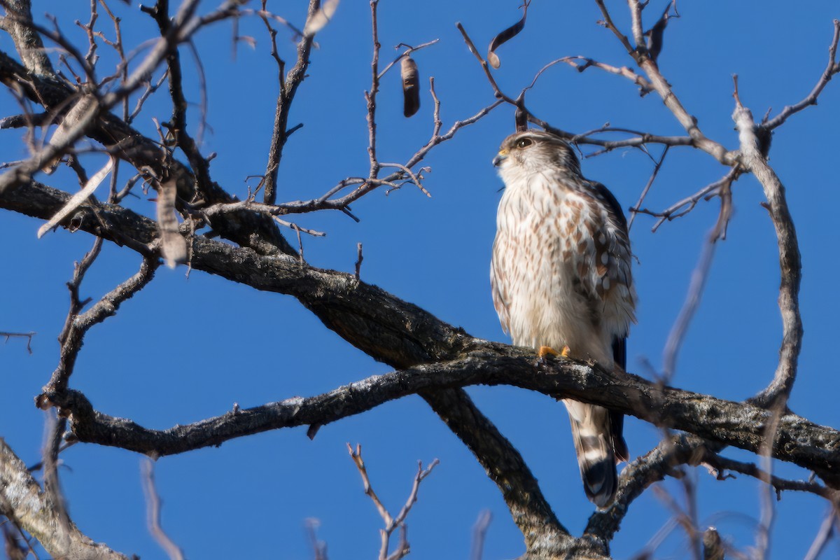 eBird Checklist 4 Feb 2024 NorBath Trail 7 species