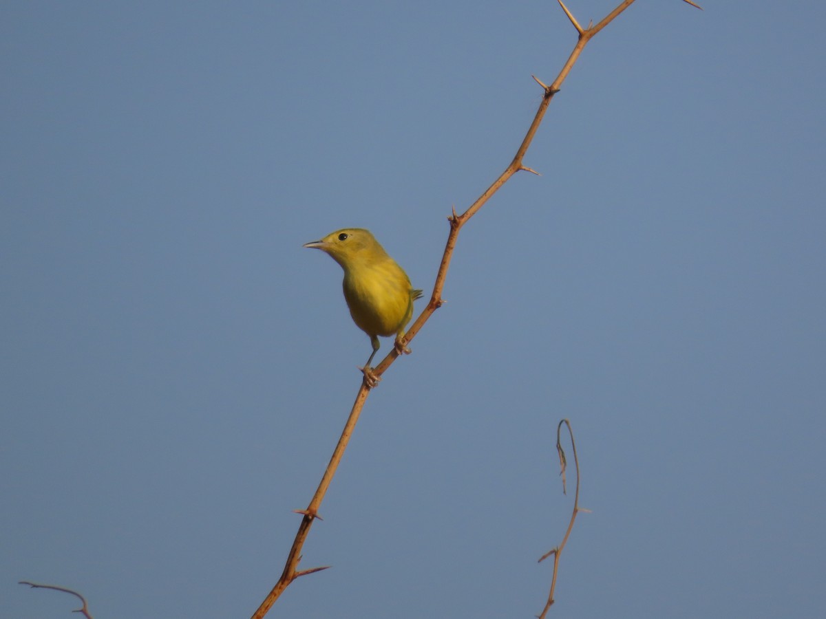 Yellow Warbler (Northern) - ML614404006