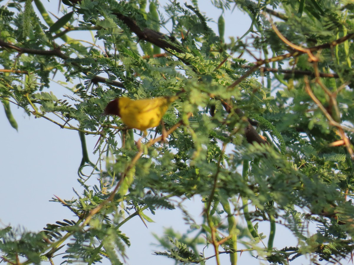 Yellow Warbler (Mangrove) - ML614404030