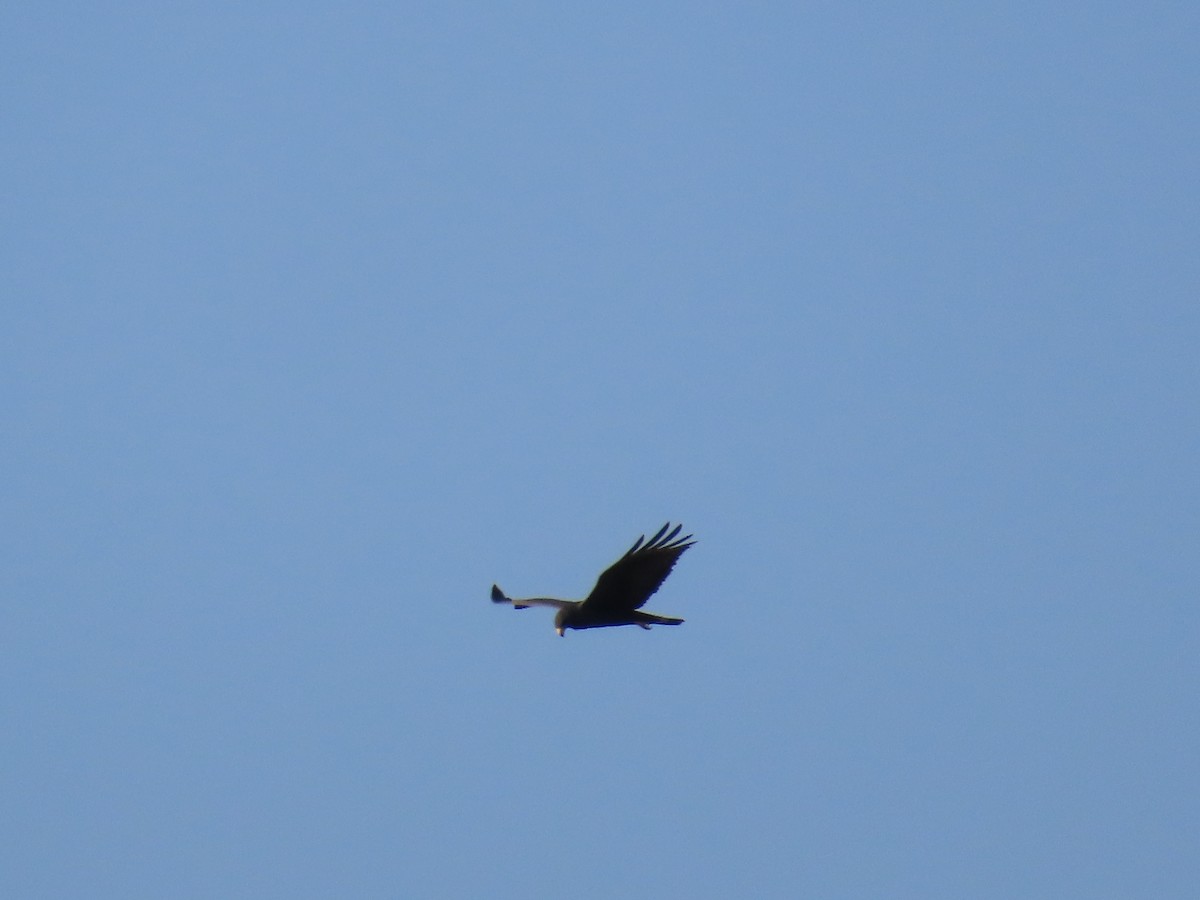 Zone-tailed Hawk - ML614404085