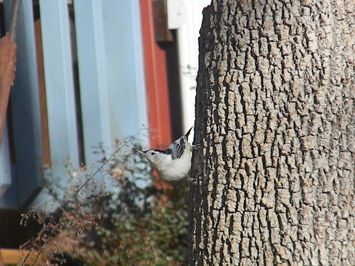 White-breasted Nuthatch - ML614404159