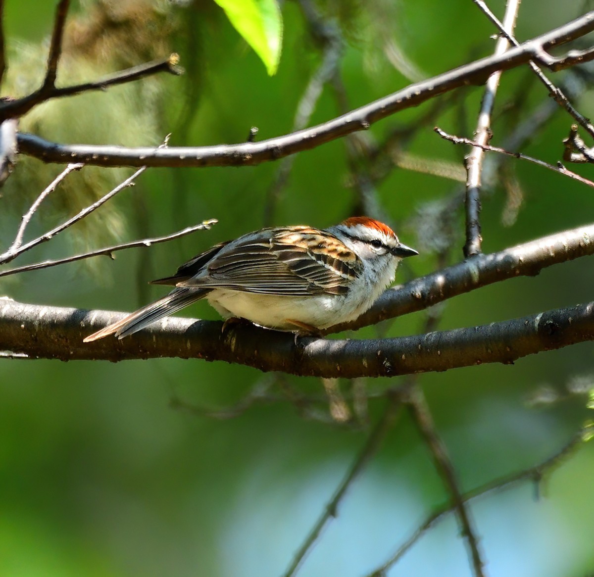 Chipping Sparrow - ML614404249