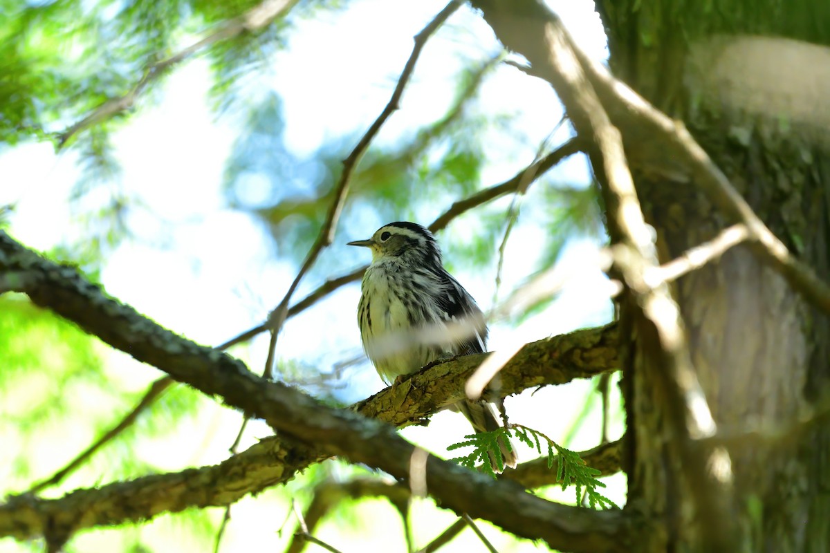 Black-and-white Warbler - ML614404266