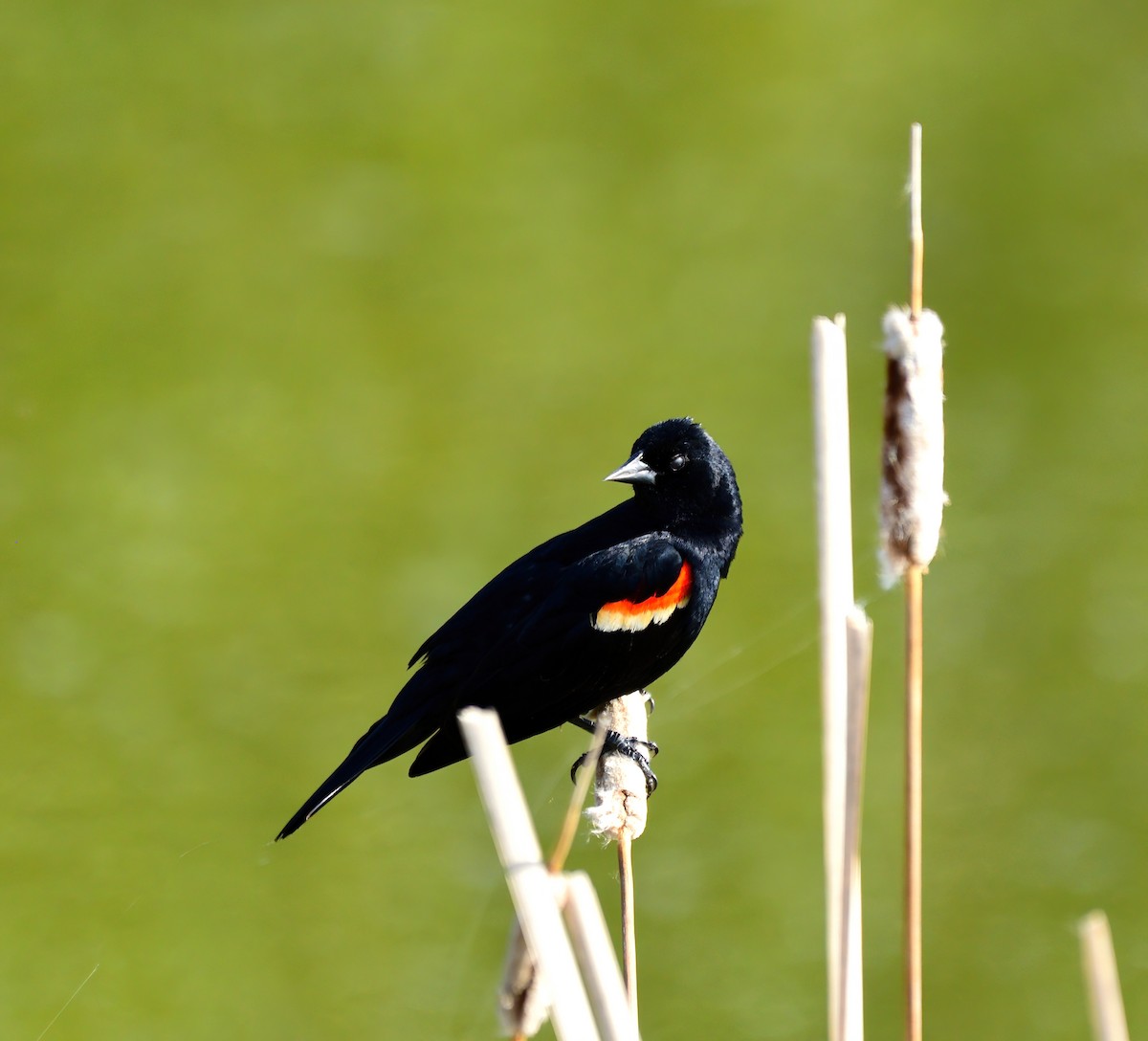 Red-winged Blackbird - Linda Lee