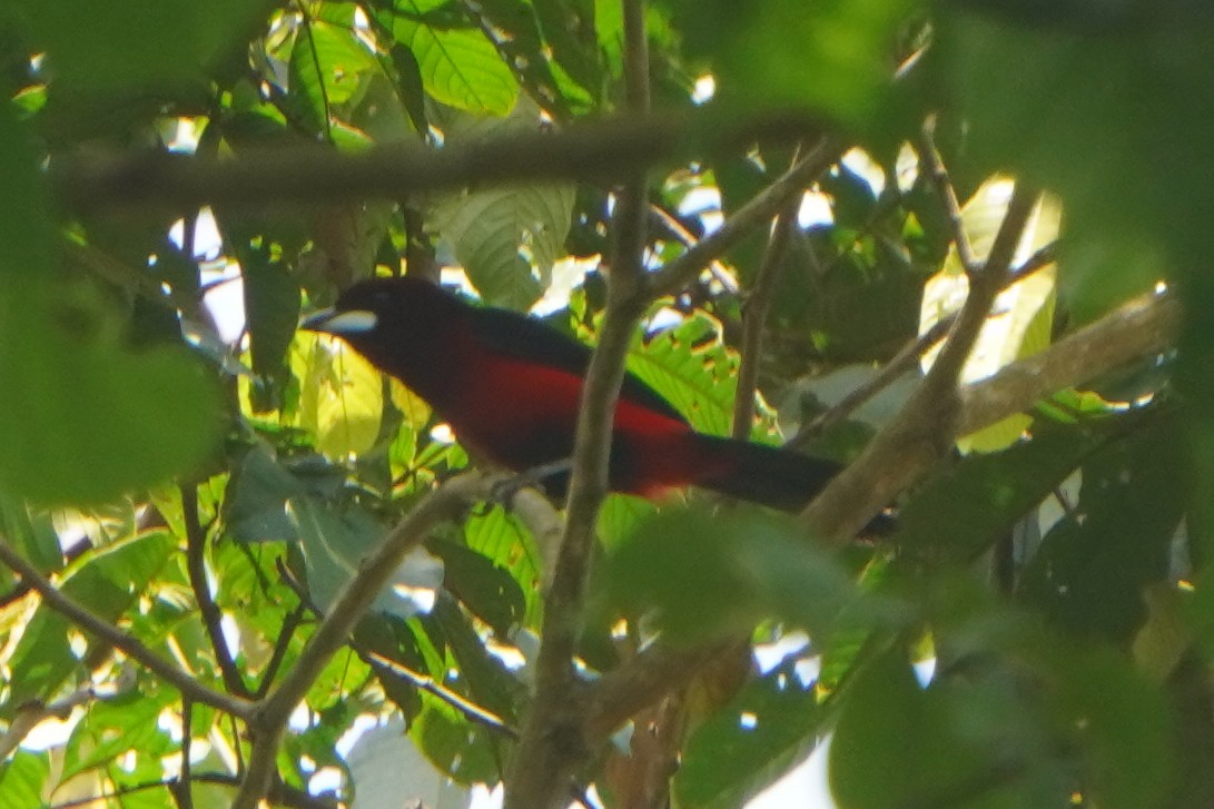 Black-bellied Tanager - ML614404520
