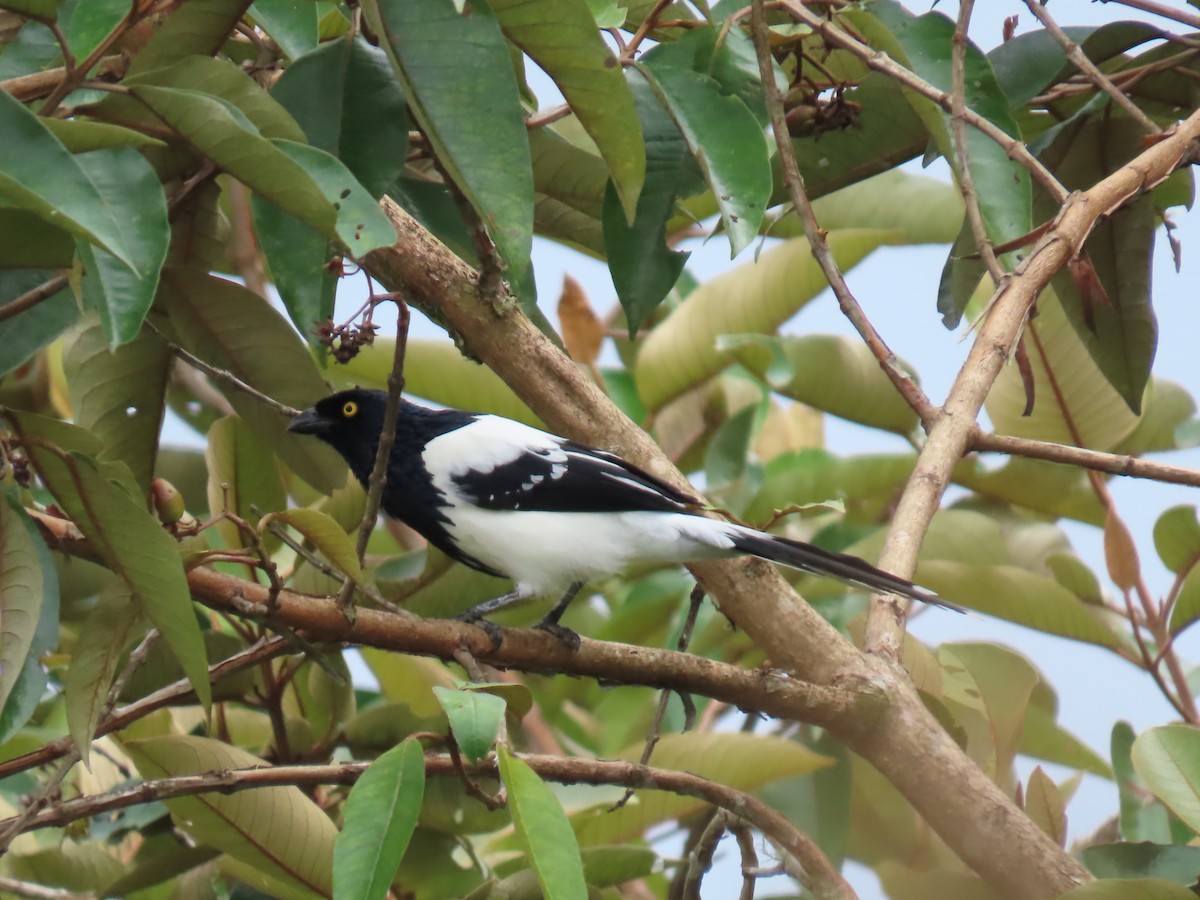 Magpie Tanager - ML614404716