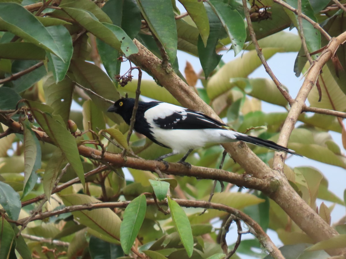 Magpie Tanager - ML614404723
