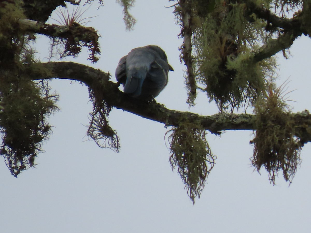 Blue-gray Tanager - ML614404727