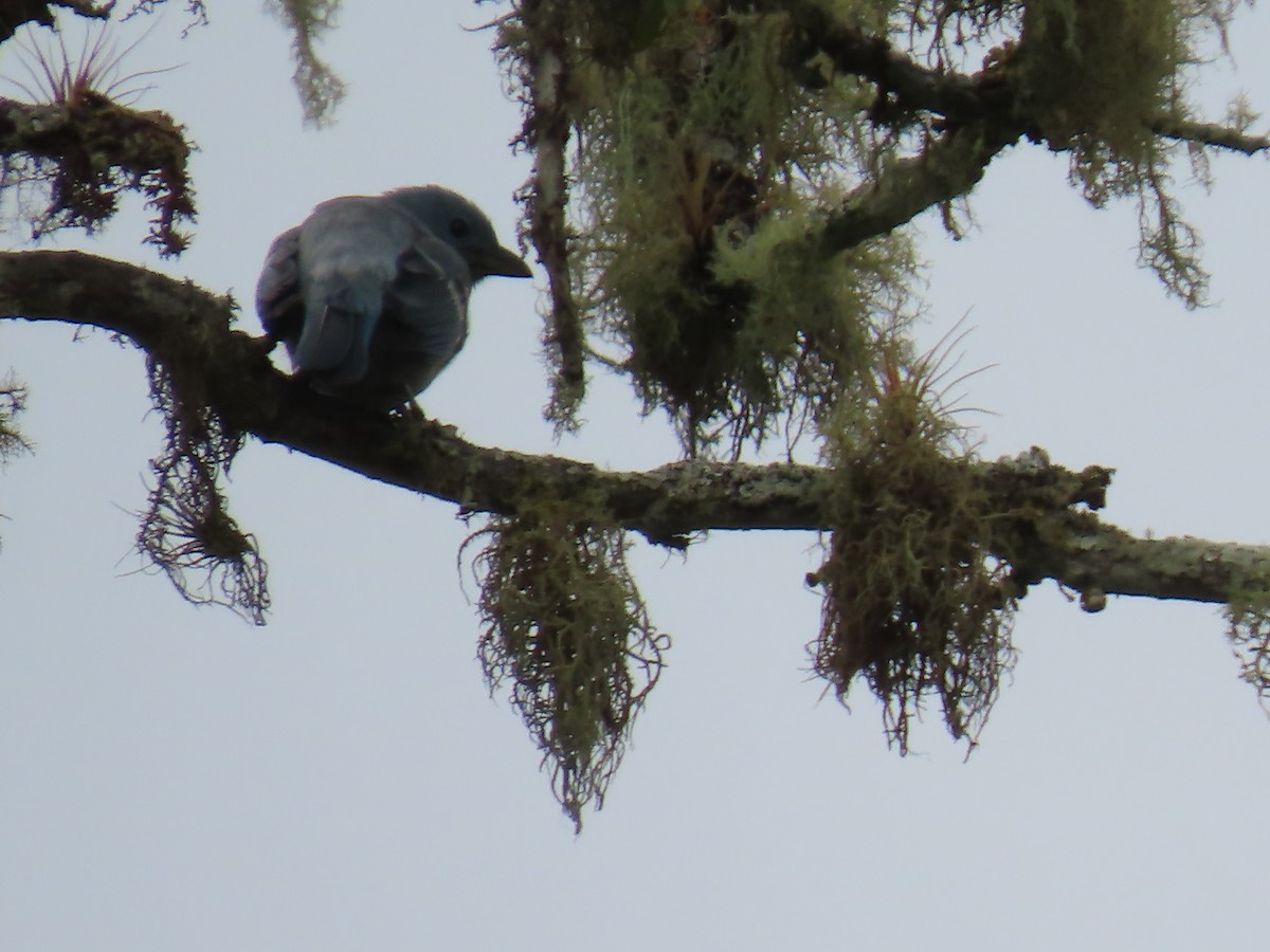 Blue-gray Tanager - ML614404741