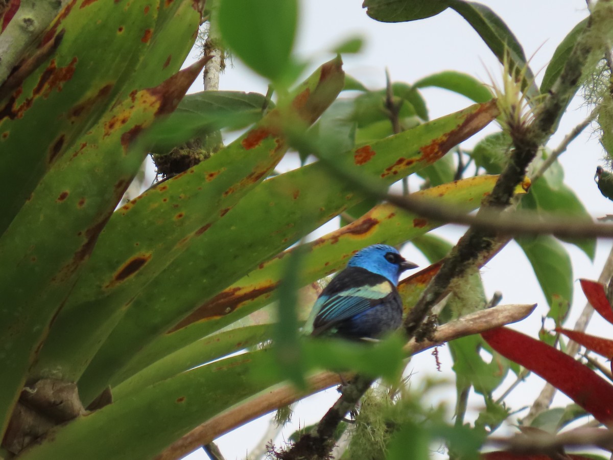 Blue-necked Tanager - ML614404753