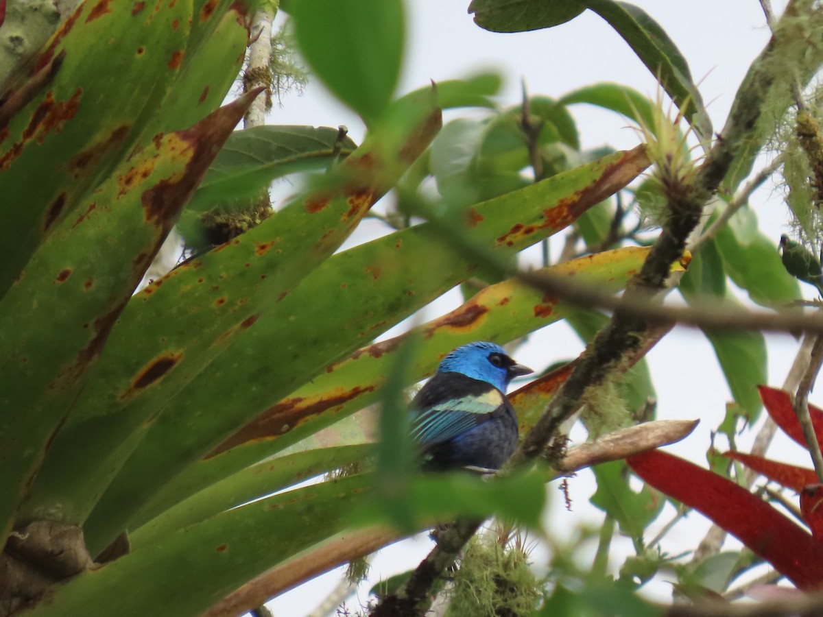 Blue-necked Tanager - ML614404757