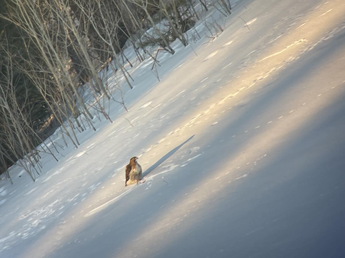 eBird Checklist 4 Feb 2024 Reed Road, Colebrook, New Hampshire, US