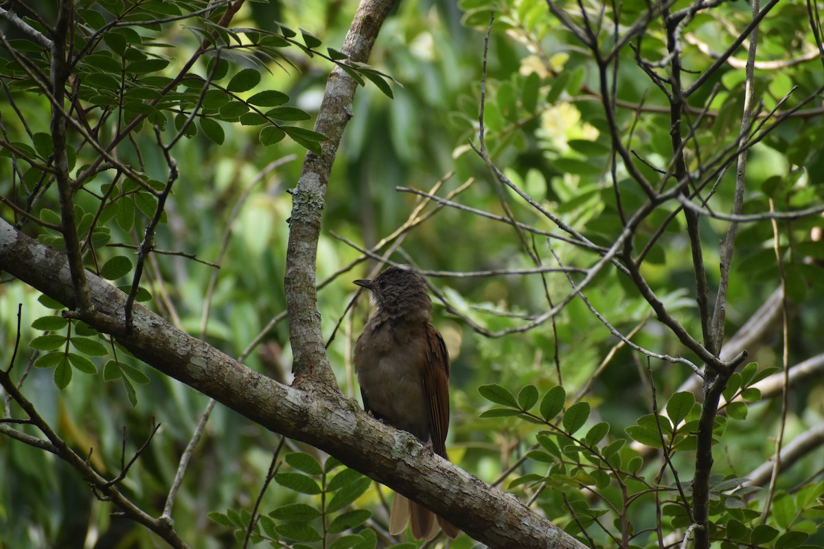 Pale-breasted Thrush - ML614405300
